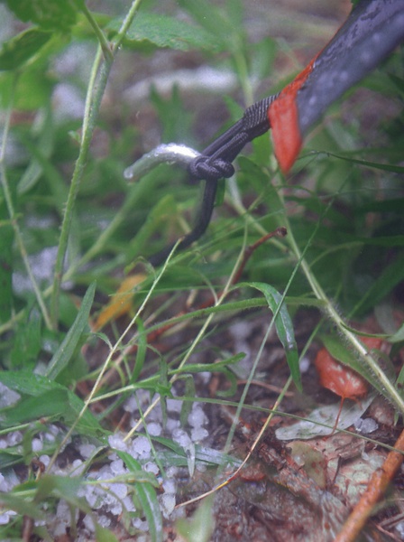 трипільський-град